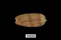 藏品(錦綢榧螺)的圖片